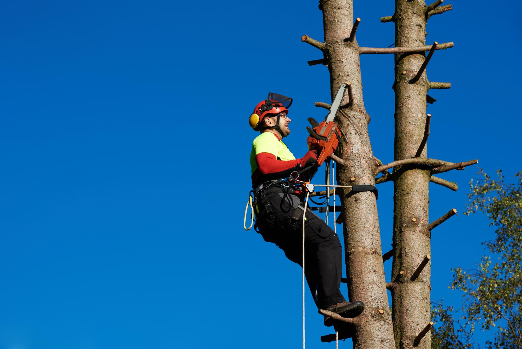 Tree surgery and pruning work